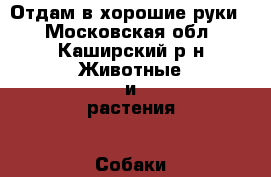 Отдам в хорошие руки. - Московская обл., Каширский р-н Животные и растения » Собаки   